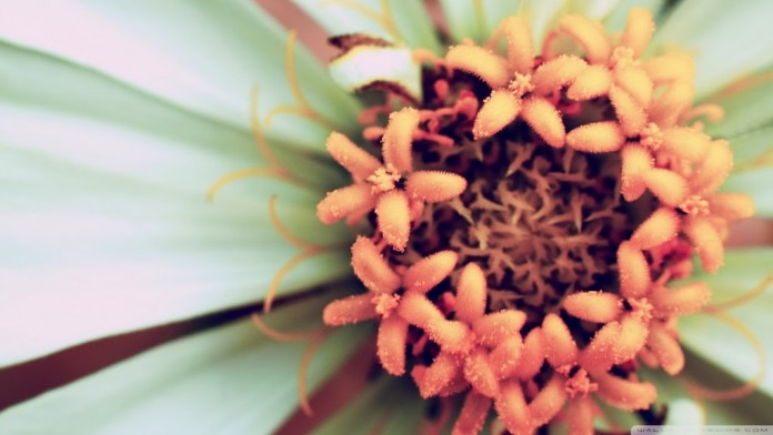 flower_165-wallpaper-1920x1080