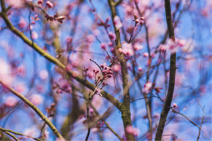 nature-flowers-summer-branches