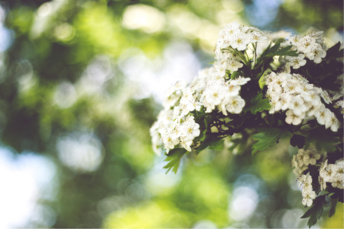 nature-flowers-summer-plant